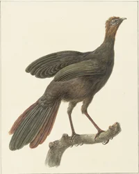 Kuifsjakohoen (Penélope purpurascens)