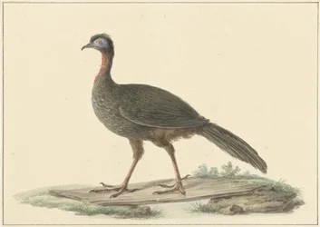 Marrailsjakohoen (Penélope Marail)