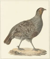 Perdiz