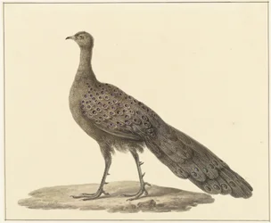 Pavo espejo