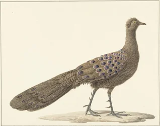 Pavo espejo