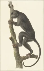 Mono aullador negro (Paraguay)