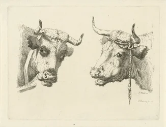 dos cabezas de vaca