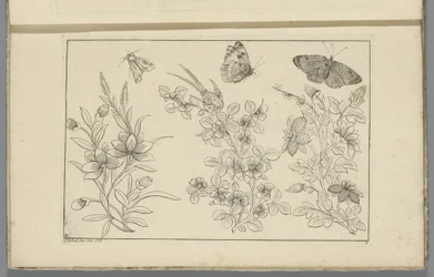 Tres ramas de flores y tres mariposas
Flores e insectos chinos (título de la serie)