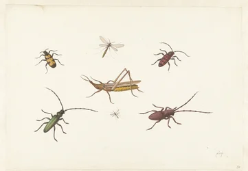 Una hoja con siete insectos diferentes
Hoja con siete insectos diferentes