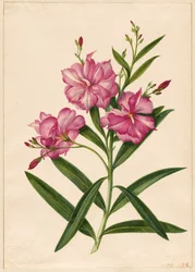 Adelfa morada