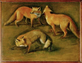 Un zorro (pintura sobre lienzo)