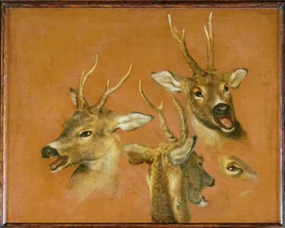 Estudio de la cabeza de un corzo (pintura sobre lienzo)