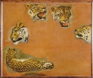 Bocetos de una pantera (pintura sobre lienzo)