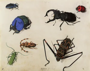 Escarabajos, 1636
