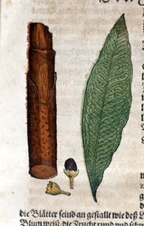 Cinnamoma. Grabado en “Kreutterbuch Dess Hochgelehrten unnd weitberuhmten Herrn D. Petri Andreae Matthioli” de Pietro Andrea Mattioli (Matthiole) (1500-1577). Frankfurt