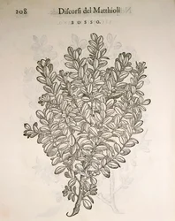 Boj común (Buxus sempervirens), grabado por Pier Andrea Mattioli