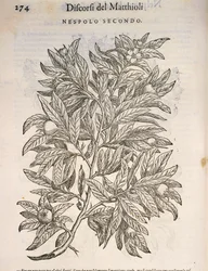 Níspero común (Mespilus germanica), grabado por Pier Andrea Mattioli