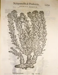 Raíz dorada o Rhodiola rosea, grabado de Pier Andrea Mattioli