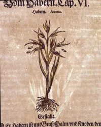 Herbario: avena. Grabado en “Kreutterbuch Dess Hochgelehrten unnd weitberuhmten Herrn D. Petri Andreae Matthioli” de Pietro Andrea Mattioli