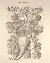 Rábano picante (Armoracia rusticana), grabado por Pier Andrea Mattioli