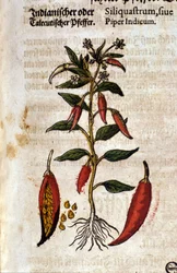 Pimienta india. Gravado en "Kreutterbuch Dess Hochgelehrten unnd weitberuhmten Herrn D. Petri Andreae Matthioli" por Pietro Andrea Mattioli (Matthiole) (1500-1577). Fráncfort