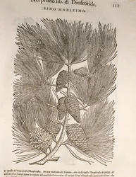 Pino marítimo (Pinus pinaster), grabado de Pier Andrea Mattioli