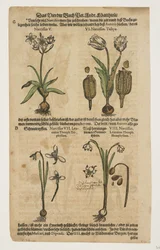Narciso, de Commentarii in Sex Libros Pedacii Dioscoridis
