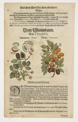 Prunes, Von Pflaumbaum, de Commentarii in Sex Libros Pedacii Dioscoridis