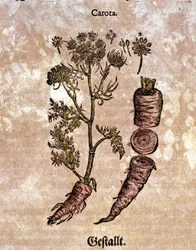 La zanahoria. Grabado en “Kreutterbuch Dess Hochgelehrten unnd weitberuhmten Herrn D. Petri Andreae Matthioli” de Pietro Andrea Mattioli (Matthiole) (1500-1577). Frankfurt