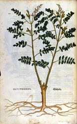 El regaliz. Grabado - en “Kreutterbuch Dess Hochgelehrten unnd weitberuhmten Herrn D. Petri Andreae Matthioli” por Pietro Andrea Mattioli (Matthiole) (1500-1577). Frankfurt