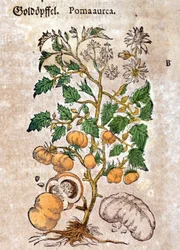 Tomate. Grabado - en “Kreutterbuch Dess Hochgelehrten unnd weitberuhmten Herrn D. Petri Andreae Matthioli” por Pietro Andrea Mattioli (Matthiole) (1500-1577). Frankfurt