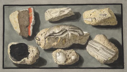 Especímenes de toba encontrados en y alrededor de Herculano, Placa XXXXV, de 