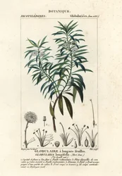 Margarita, Globularia salicina