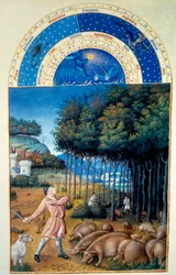 Noviembre: la matanza de bellotas. Miniatura en “Las muy ricas horas del Duque de Berry” por Pol De Limburg (siglo XV). Chantilly, Museo Condé