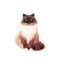 Birman Cat, 2014 (acuarela y gouache sobre papel)