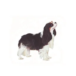 Cavalier King Charles Spaniel, 2011 (acuarela y gouache sobre papel)