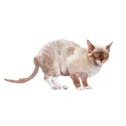 Cornish Rex, 2014 (acuarela y gouache sobre papel)