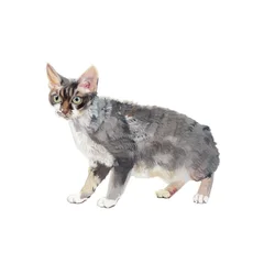 Devon Rex, 2014 (acuarela y gouache sobre papel)