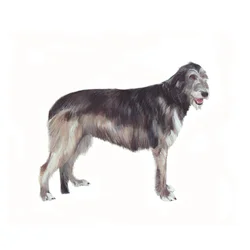 Irish Wolfhound, 2011 (acuarela y gouache sobre papel)