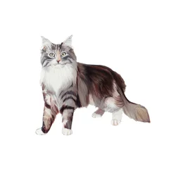 Marine Coon Cat, 2014 (acuarela y gouache sobre papel)