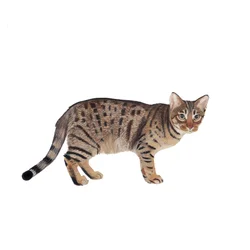 Ocicat, 2014 (acuarela y gouache sobre papel)