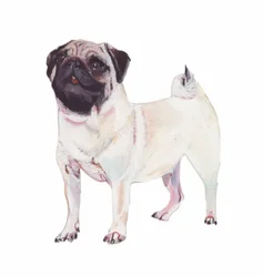 Pug, 2011 (acuarela y gouache sobre papel)
