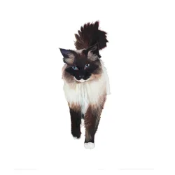Ragdoll, 2014 (acuarela y gouache sobre papel)