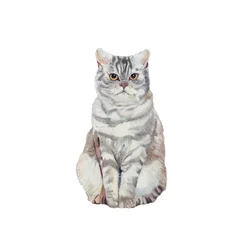 Selkirk Rex, 2014 (acuarela y gouache sobre papel)
