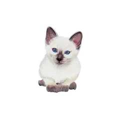 Gatito siamés, 2014 (acuarela y gouache sobre papel)