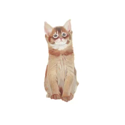 Gatito somalí, 2014 (acuarela y gouache sobre papel)