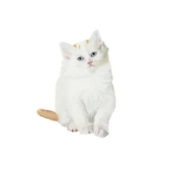 Gatito Van turco, 2014 (acuarela y gouache sobre papel)