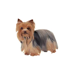 Yorkshire Terrier, 2011 (acuarela y gouache sobre papel)