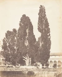 Viejos cipreses en el convento cartujo, Roma, 1853-56