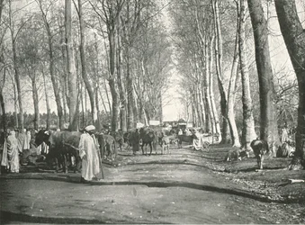 Feria y mercado árabe, Boufarik, Argelia, 1895