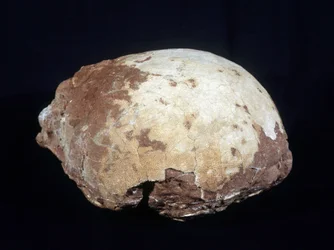 Huevo atribuido a Hypselosaurus Priscus: gran dinosaurio (aproximadamente 12 m) herbívoro del Cretácico tardío (-65 millones de años) encontrado en Provenza. Museo de Historia Natural de Aix en Provence