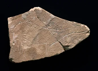 Petroglifo que representa un ciervo, Cueva de Parpalló, España. Paleolítico superior, Solutrense (grabado)