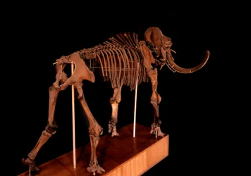 Prehistoria, dinosaurio: esqueleto de mamut, París, museo de historia natural