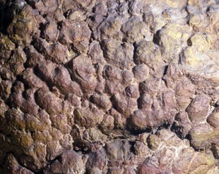 Prehistoria: Roca Collenia de estromatolito o estromatolito del norte de África. Período Silúrico.